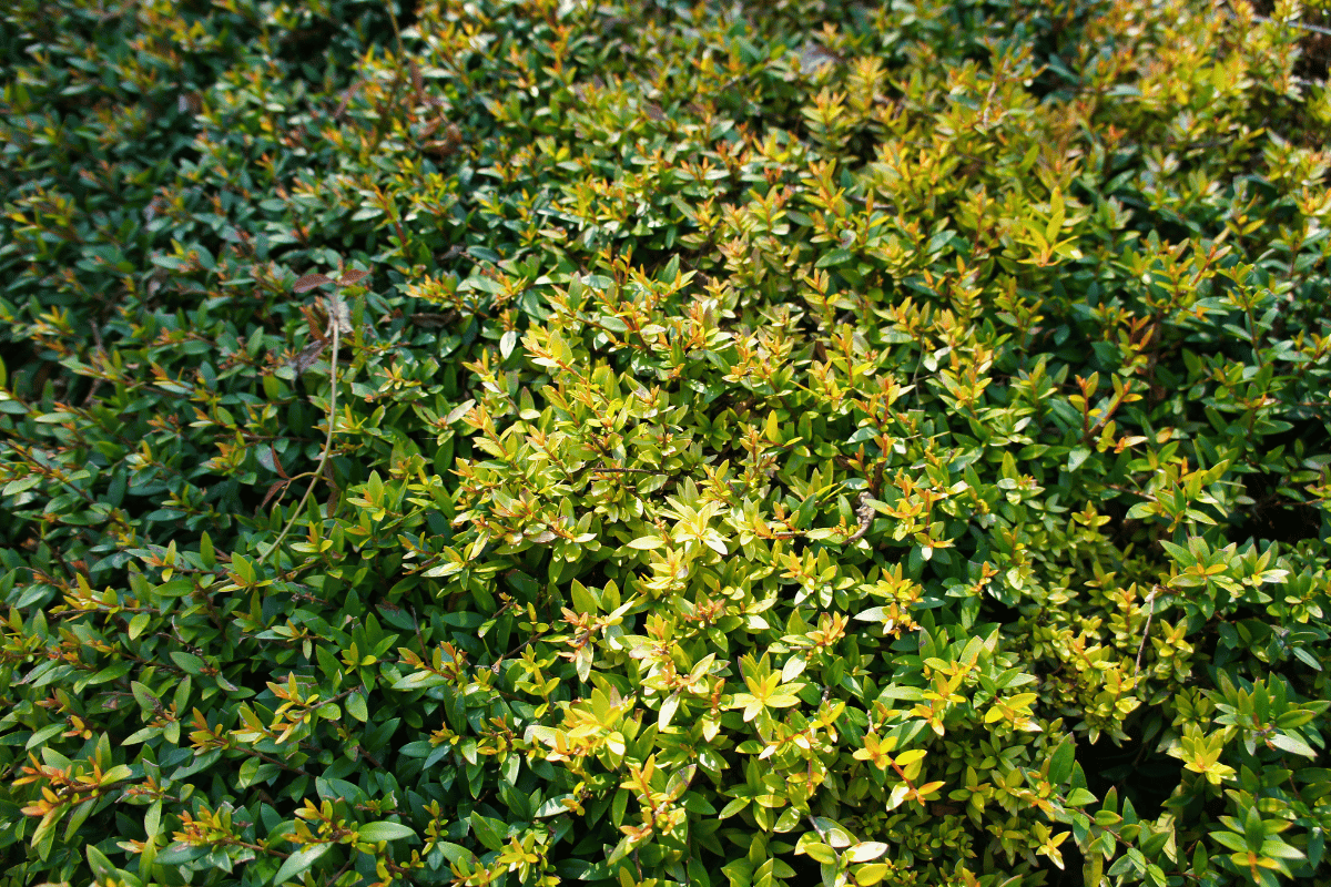 Myrtus communis subsp tarentina .png